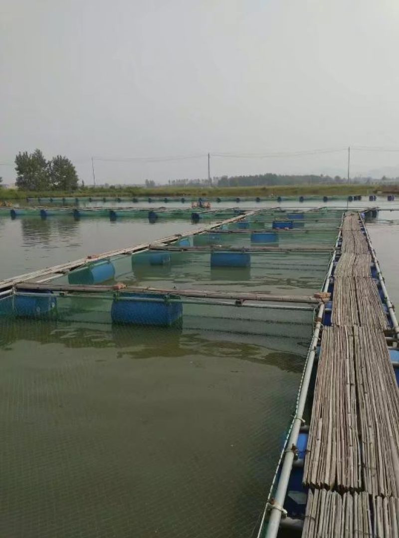 批发鲫鱼苗中科三号鲫鱼，中科五号鲫鱼水花，夏花，寸苗
