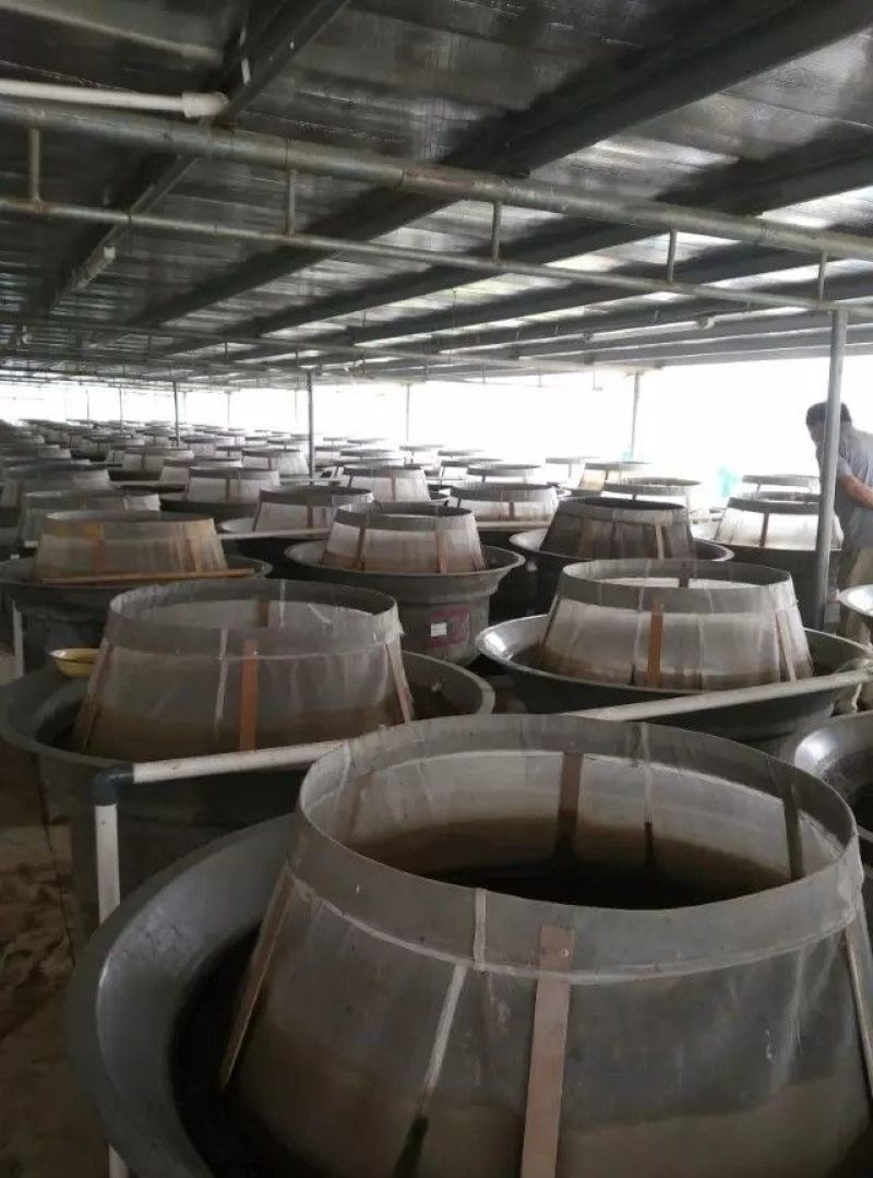 批发鲫鱼苗中科三号鲫鱼，中科五号鲫鱼水花，夏花，寸苗