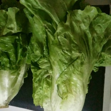 散叶生菜