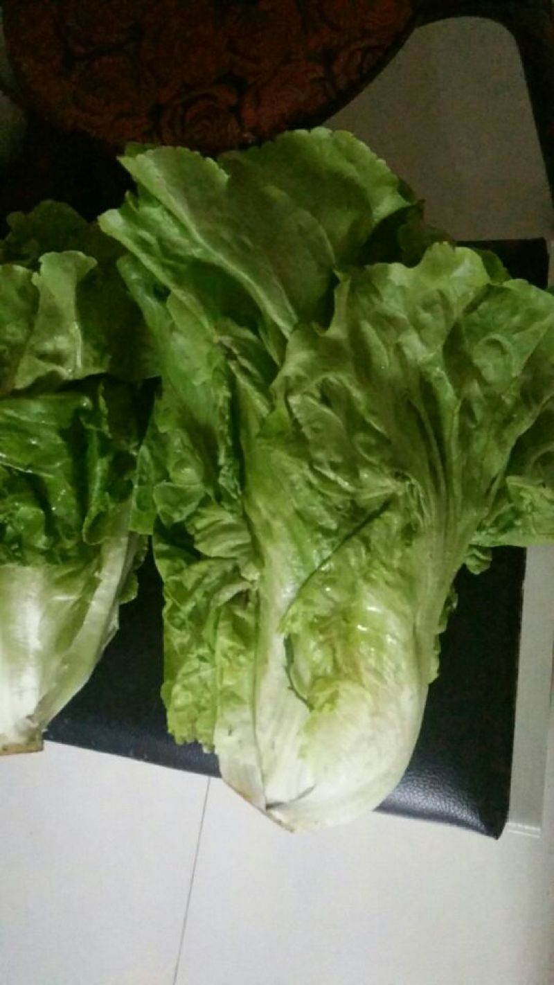 散叶生菜