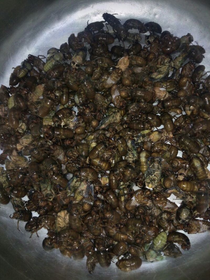 白河湿地公园黄金蝉