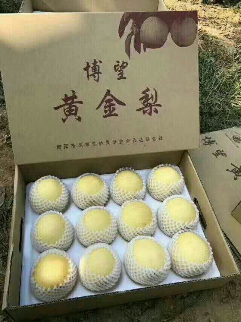 白河湿地公园黄金蝉