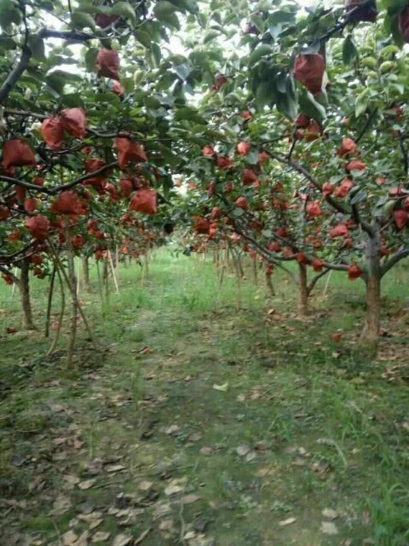白河湿地公园黄金蝉
