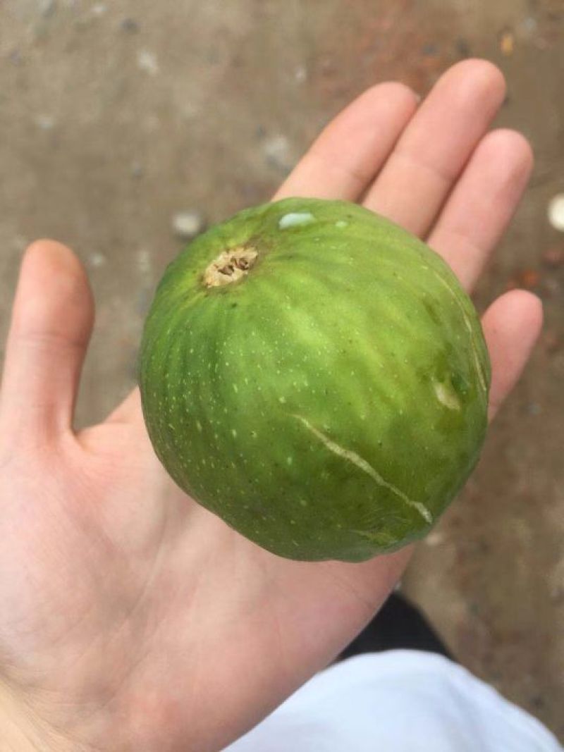 大量无花果每天一万斤左右