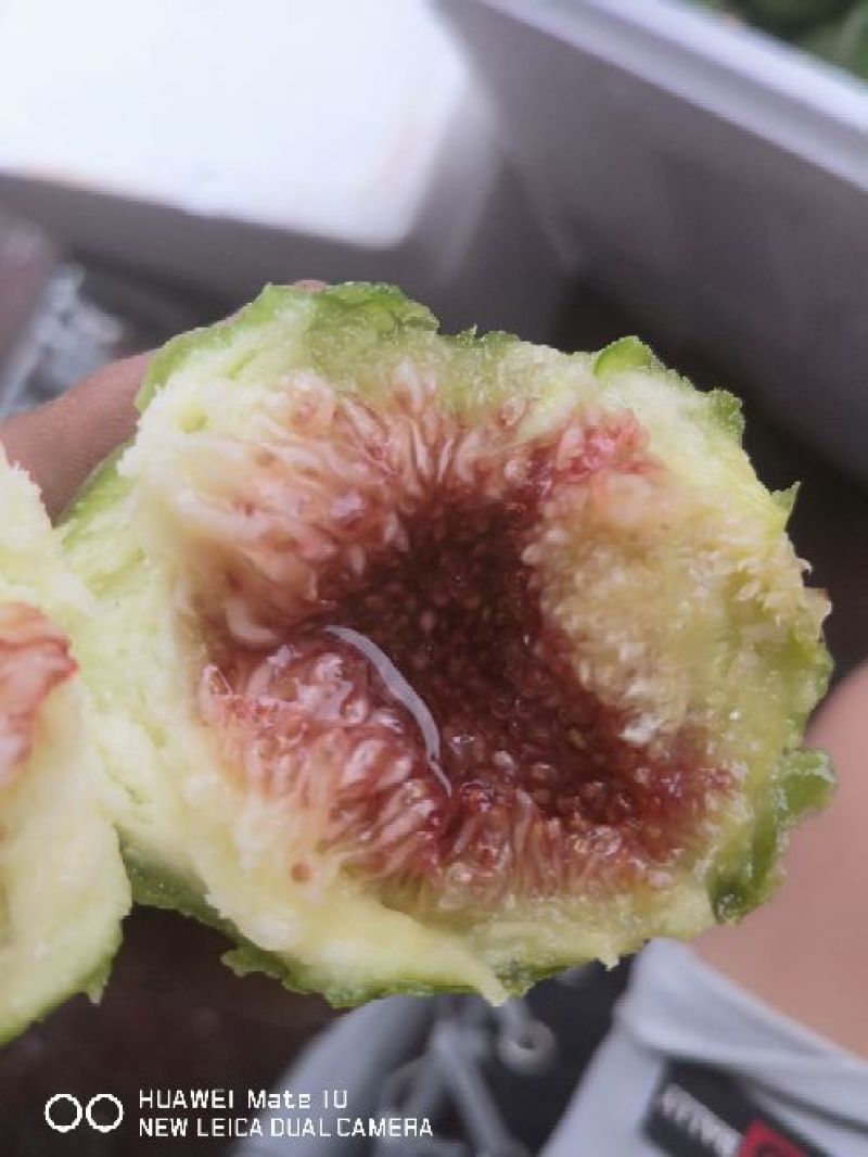 大量无花果每天一万斤左右