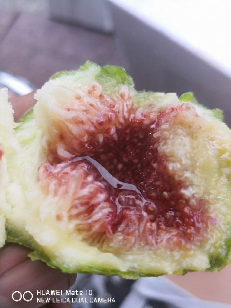 大量无花果每天一万斤左右