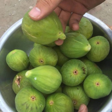 大量无花果每天一万斤左右