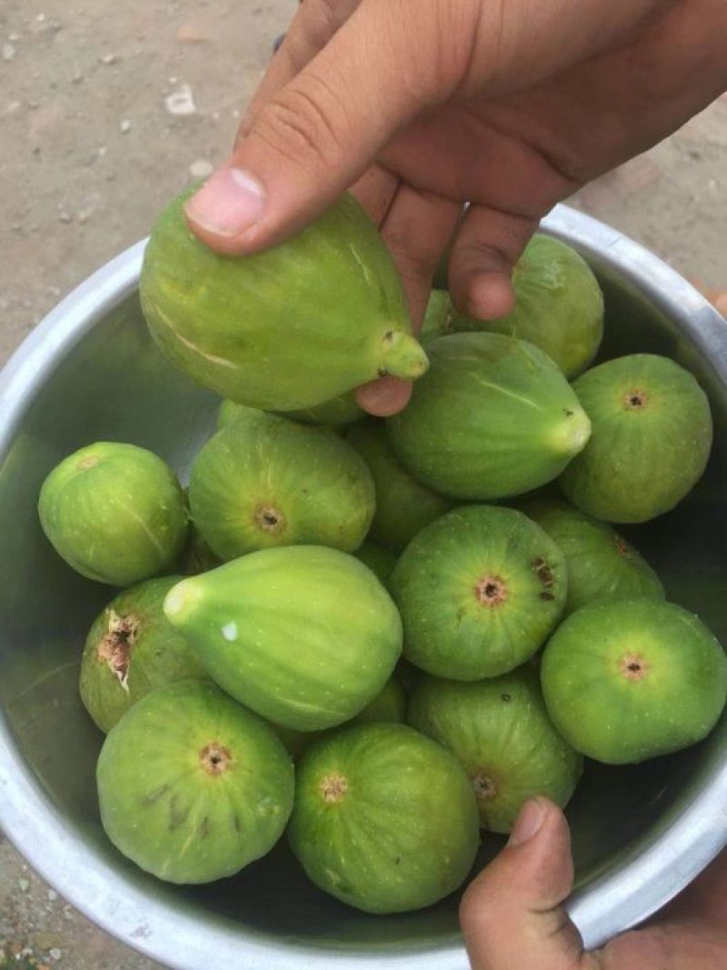 大量无花果每天一万斤左右