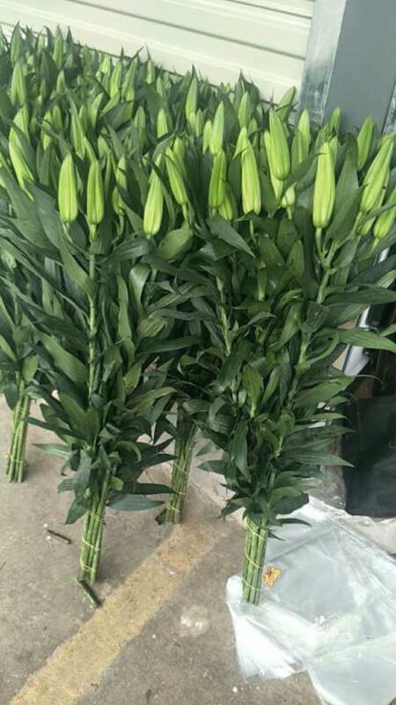 百合花，基地鲜切花颜色齐全