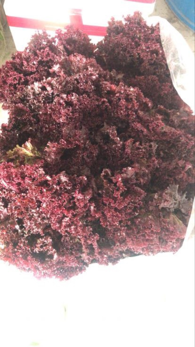 紫背菜20cm以上