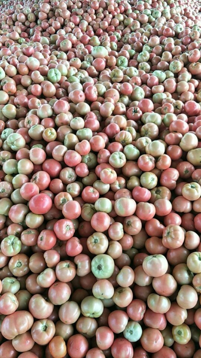 【精品番茄】山东聊城产地直发硬粉西红柿万亩果蔬基地