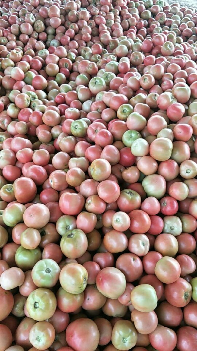 【精品番茄】山东聊城产地直发硬粉西红柿万亩果蔬基地