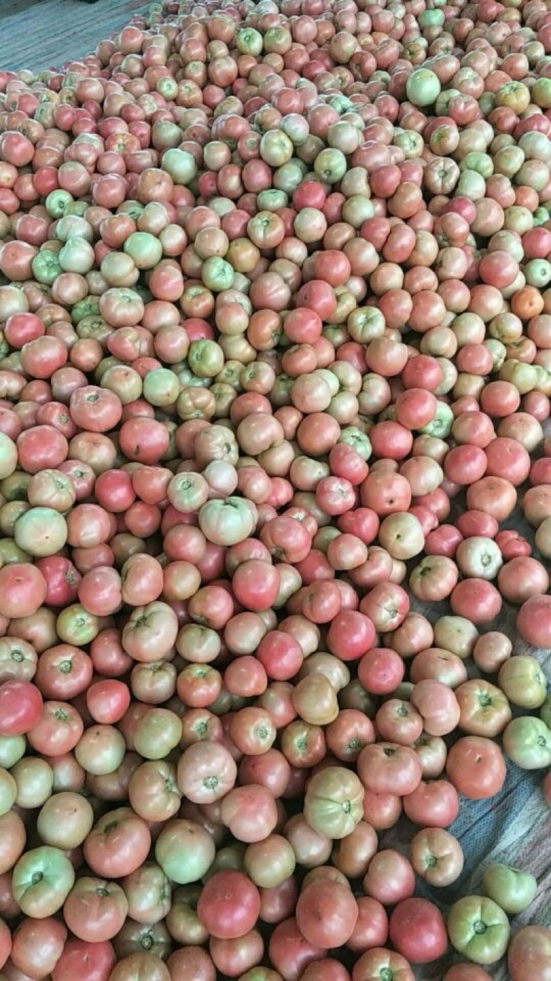 【精品番茄】山东聊城产地直发硬粉西红柿万亩果蔬基地