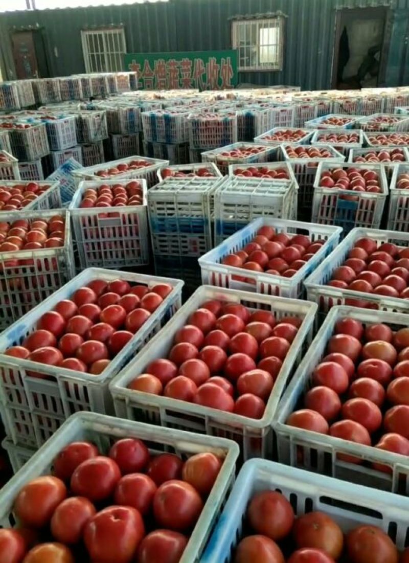 【精品番茄】山东聊城产地直发硬粉西红柿万亩果蔬基地