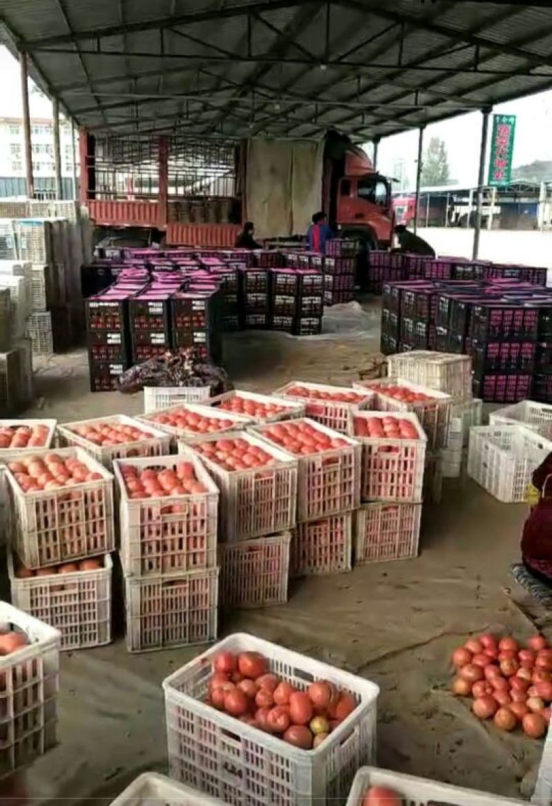 【精品番茄】山东聊城产地直发硬粉西红柿万亩果蔬基地