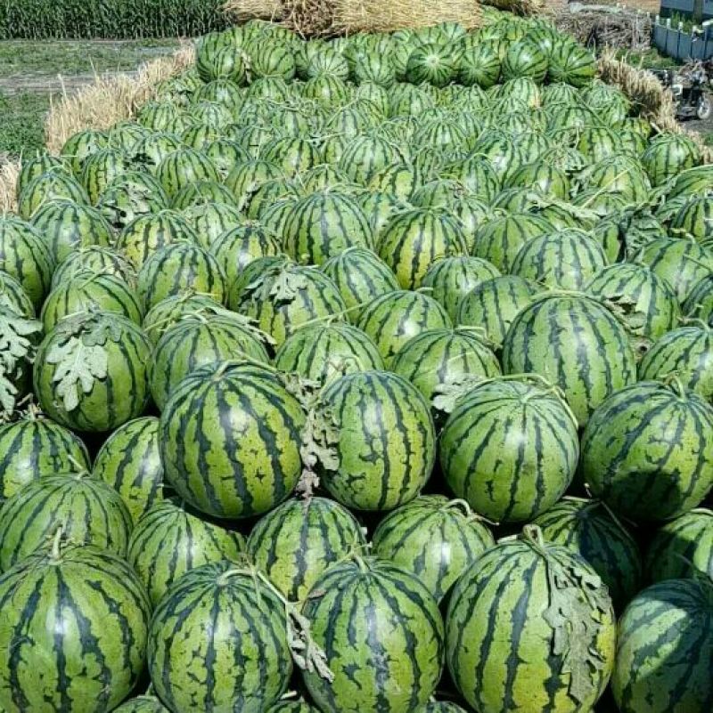 甜王西瓜庆红3个九马上开园了