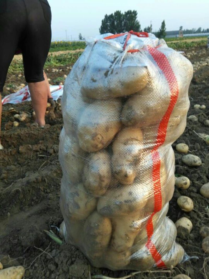 沃土土豆大量上市，质量好，价格优，供货量大，远销全国各地