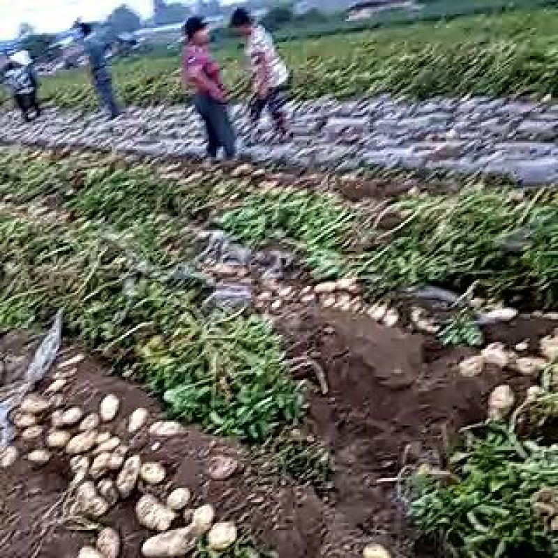 沃土土豆大量上市，质量好，价格优，供货量大，远销全国各地