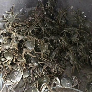 螃蟹大闸蟹河蟹