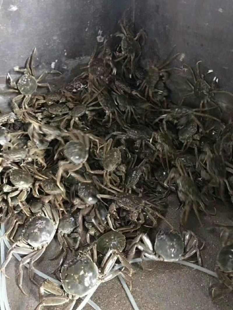 螃蟹大闸蟹河蟹