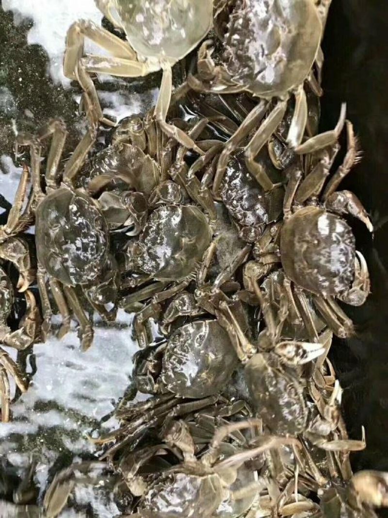 螃蟹大闸蟹河蟹