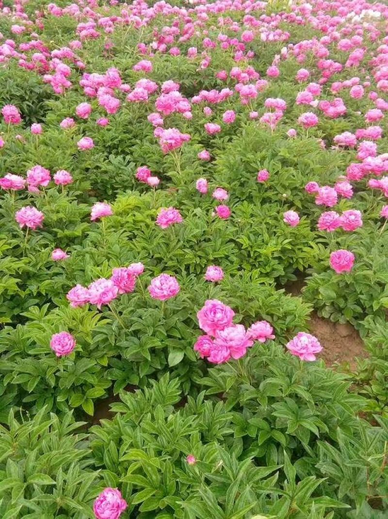 芍药苗，基地直发，保证质量，保证品种，现要现挖