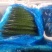 黄瓜