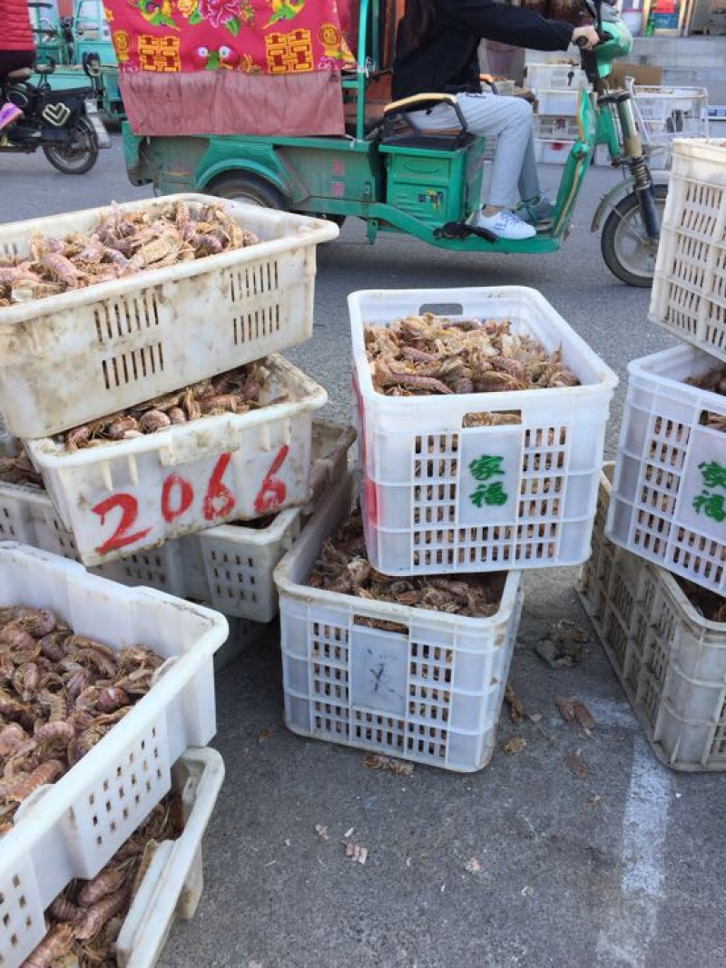 皮皮虾冰鲜虾
