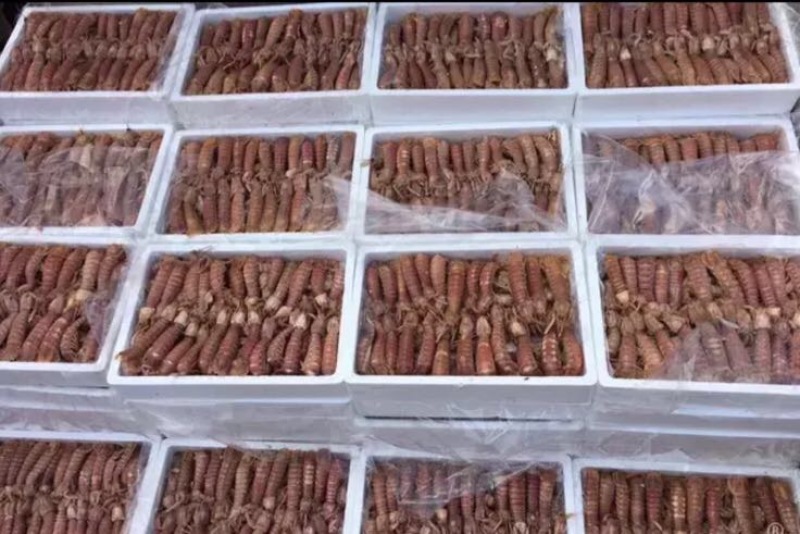 皮皮虾冰鲜虾