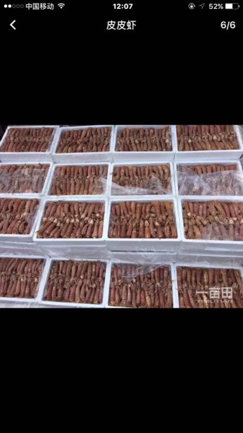 皮皮虾冰鲜虾