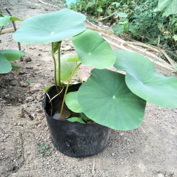 盆栽荷花