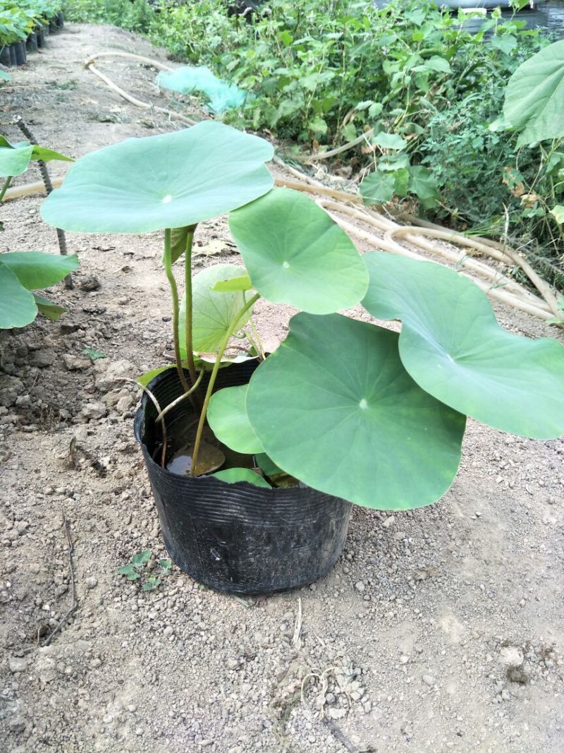 盆栽荷花