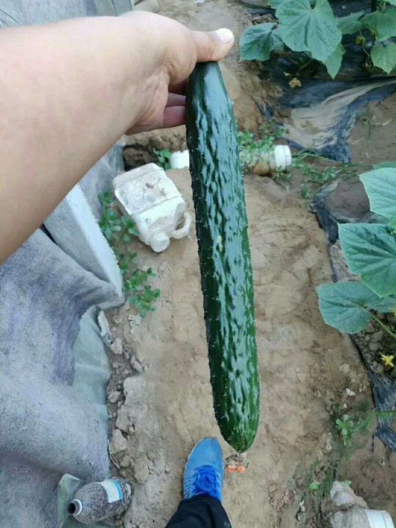 黄瓜