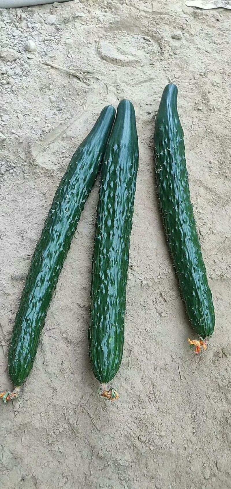 黄瓜