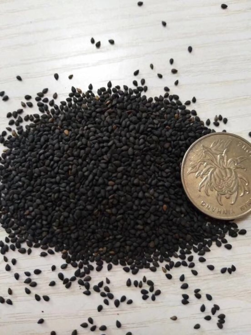 黑芝麻1级