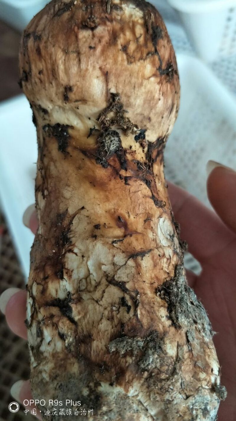 香格里拉松茸5-7公分不包邮