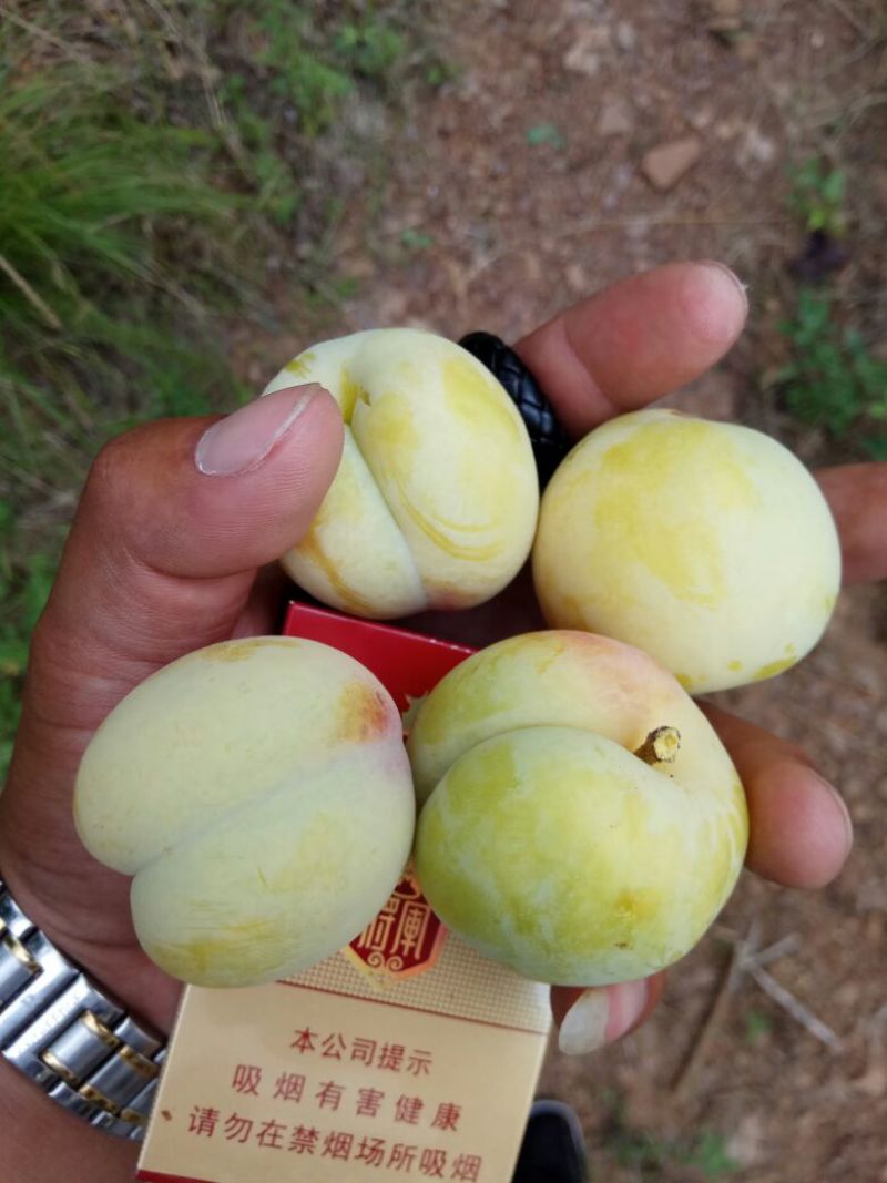 香蕉李子.离核.香甜(成熟.超大量供应)