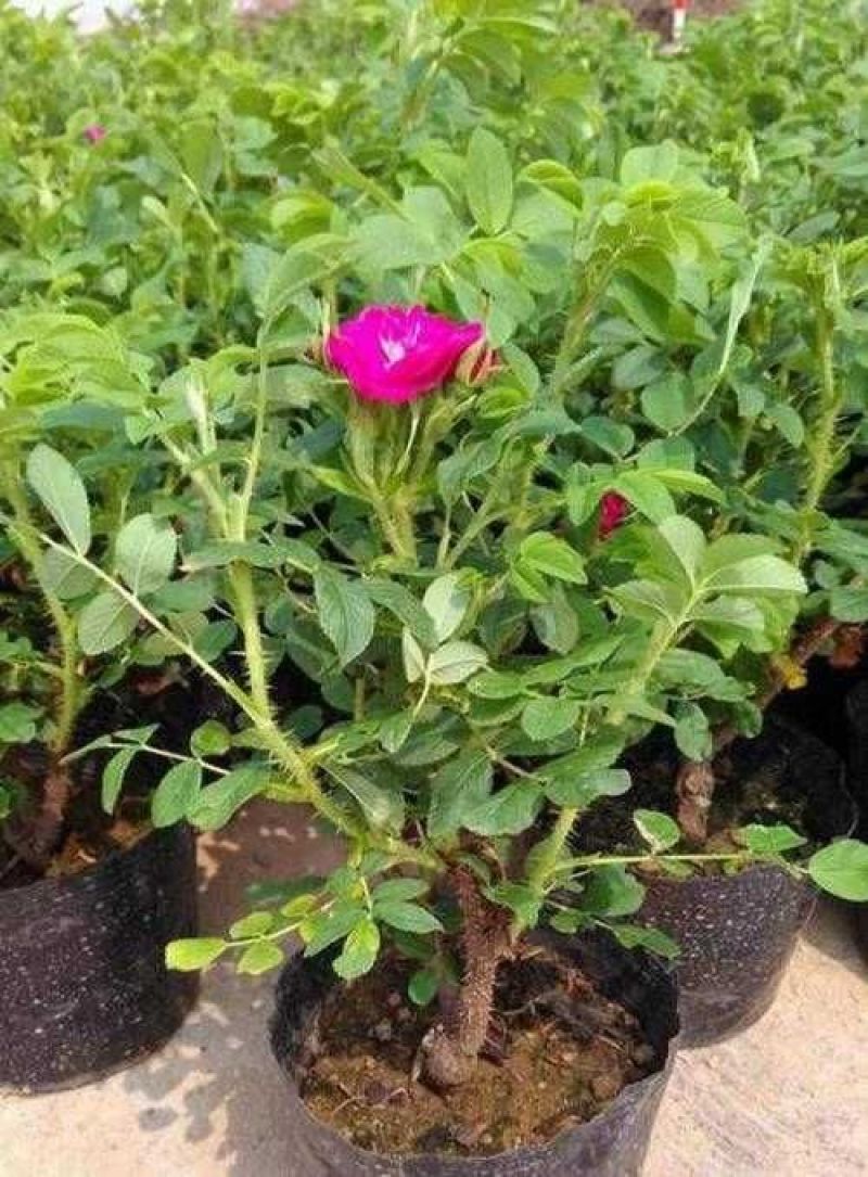 平阴四季玫瑰苗丰花一号重瓣红玫瑰营养杯种苗