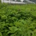 平阴四季玫瑰苗丰花一号重瓣红玫瑰营养杯种苗