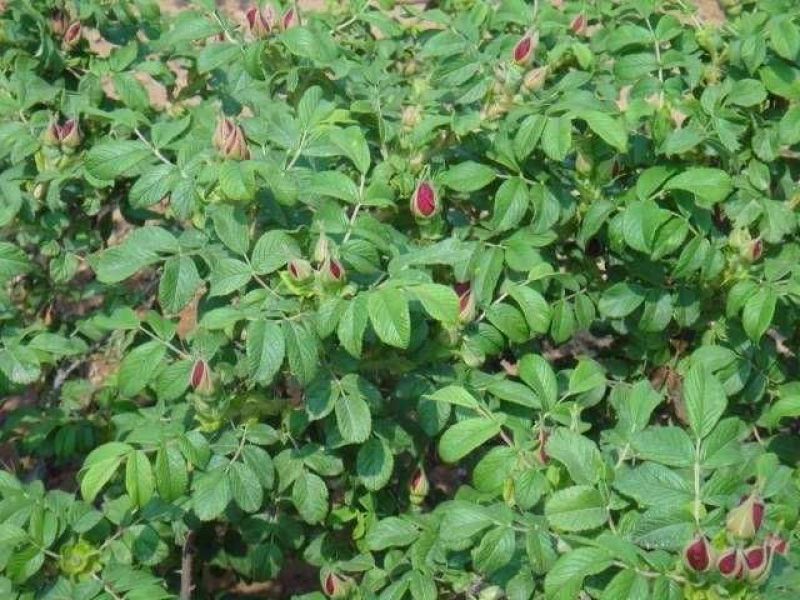 平阴四季玫瑰苗丰花一号重瓣红玫瑰营养杯种苗