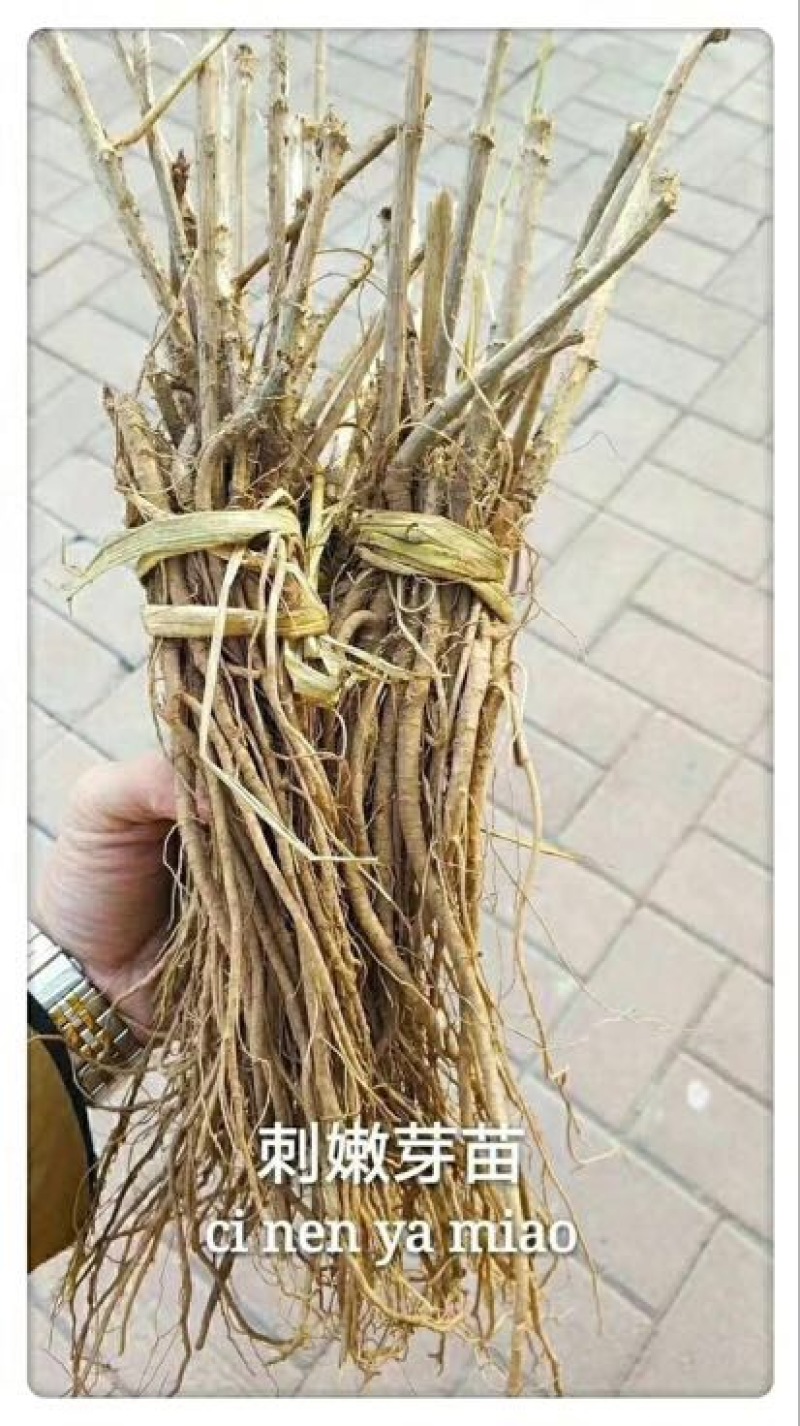 刺龙芽菜