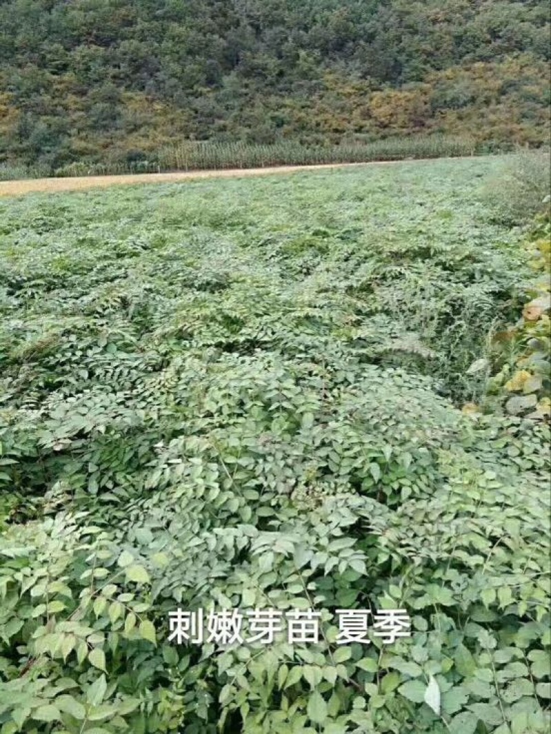 刺龙芽菜