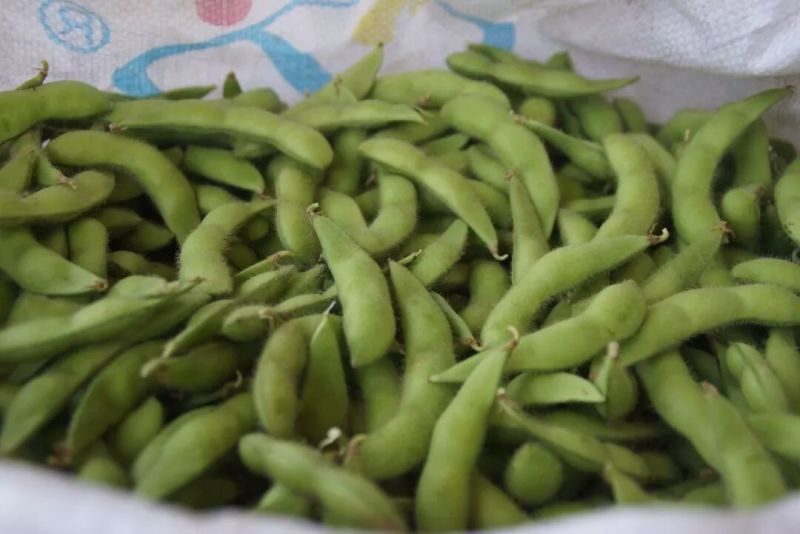 精品毛豆大小豆都有欢迎前来考察。。。。。