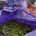 精品毛豆大小豆都有欢迎前来考察。。。。。