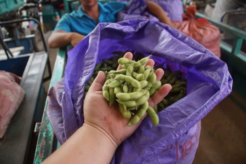 精品毛豆大小豆都有欢迎前来考察。。。。。