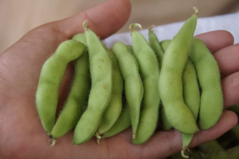 精品毛豆大小豆都有欢迎前来考察。。。。。