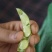 精品毛豆大小豆都有欢迎前来考察。。。。。