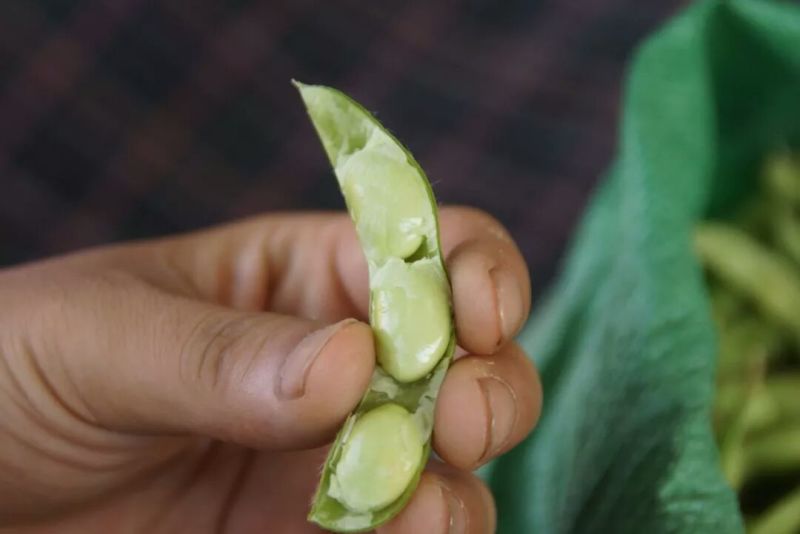 精品毛豆大小豆都有欢迎前来考察。。。。。