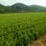 油松杯苗