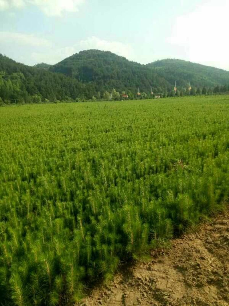 油松杯苗
